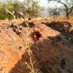 Salpiglossis sinuata Yeri
