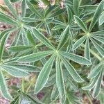 Lupinus hispanicus 叶