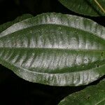 Miconia lateriflora Leaf