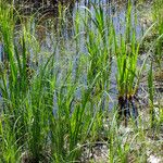 Acorus calamus Blatt