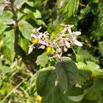 Solanum tettense Flor