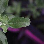 Salvia × jamensis Leaf
