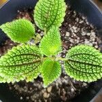 Pilea mollisFolha