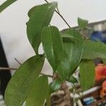 Ficus benjaminaFeuille