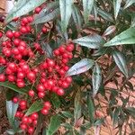 Nandina domesticaFruto