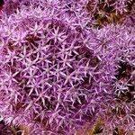 Allium giganteum Flors