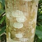 Artocarpus camansi 树皮