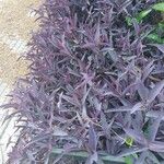 Tradescantia pallidaপাতা