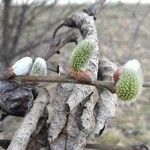 Salix caprea Blomma