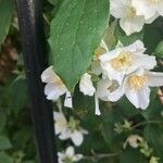 Philadelphus coronarius 花