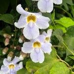 Thunbergia grandifloraFleur