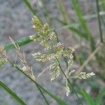 Polypogon viridis Ffrwyth