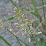 Polypogon viridis Hedelmä