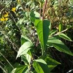 Helianthus hirsutus Blatt