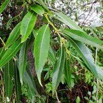 Salix lucida Leaf