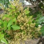 Schinus terebinthifoliaFlower