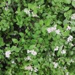 Spiraea alba Elinympäristö