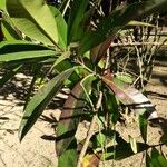 Ixora hookeri अन्य