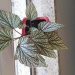 Begonia aconitifolia Blatt