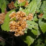 Calea urticifolia Φύλλο