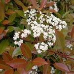 Photinia × fraseri Цветок