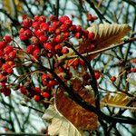 Sorbus intermedia ফল