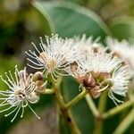 Syzygium caryophyllatum Bark