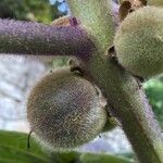 Solanum quitoense Fruit