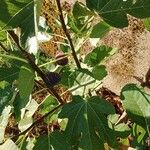 Ficus carica Fruit