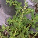Dysphania pumilio Flor