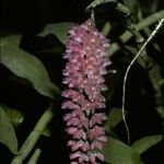 Dendrobium secundum ফুল