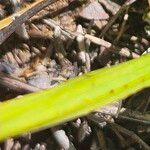 Spiranthes romanzoffiana Leaf