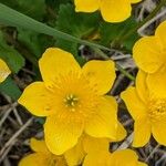 Caltha palustrisBloem