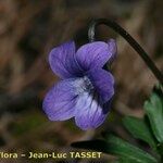 Viola pinnata Flower