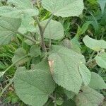 Sida cordifolia 葉