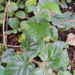 Rubus tricolor Leaf