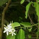 Saba senegalensis Blüte