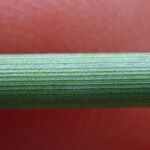 Juncus usitatus Azala