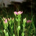 Centaurium portense autre