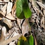 Smilax laurifolia Fuelha