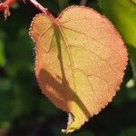 Prunus armeniaca Blad