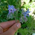 Borago officinalisFlor