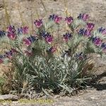 Echium albicans Habit