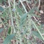 Atriplex patula Leaf