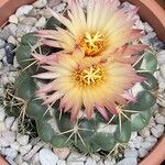 Coryphantha elephantidens Кветка