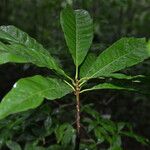 Pouteria campechiana Habit