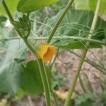 Abutilon theophrastiFlower