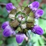 Prunella grandiflora Flor