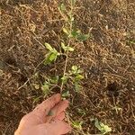 Desmodium tortuosum Leaf