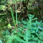 Scirpus atrovirens Leaf